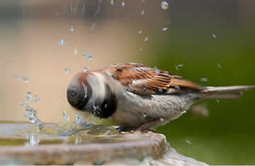 prévoir de l'eau potable pour les oiseaux du jardin